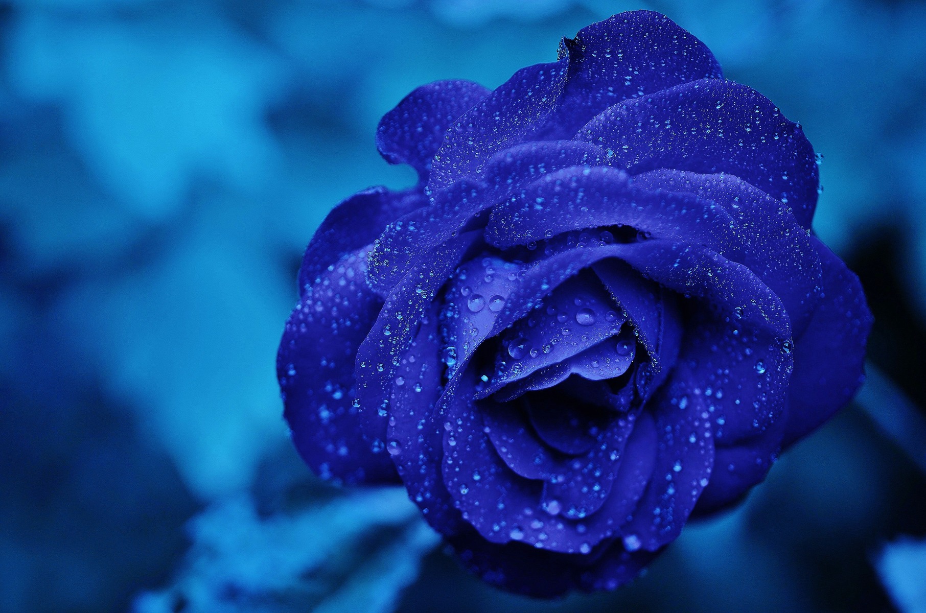 Blaue_Rose